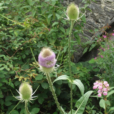 teasel