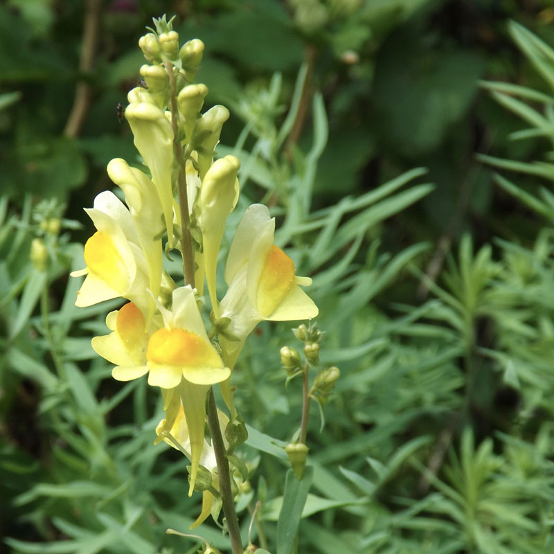 Common Toadflax Linaria vulgaris