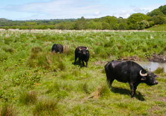 Water Buffalo at the Welsh Wildlife Centre