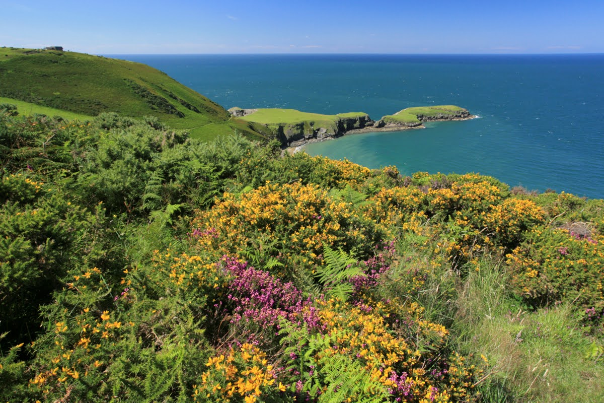 Wild Flowers of Cardigan Bay