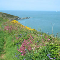 Flowers on the Coast Path