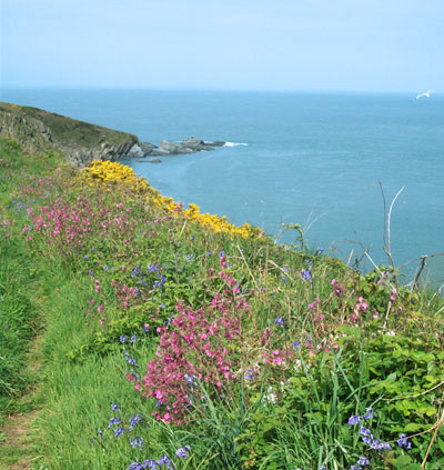 wild flowers coast path