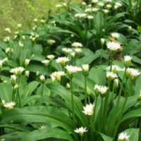 Wild Garlic