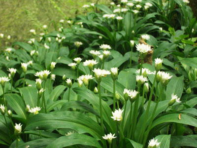 Wild garlic Wales