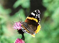 Butterflies Butterflies