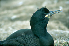 Cormorant