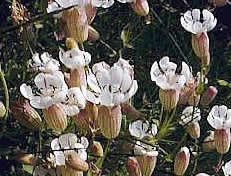 Sea Campion flower