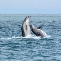 Dolphin Spotting from Boat Trip