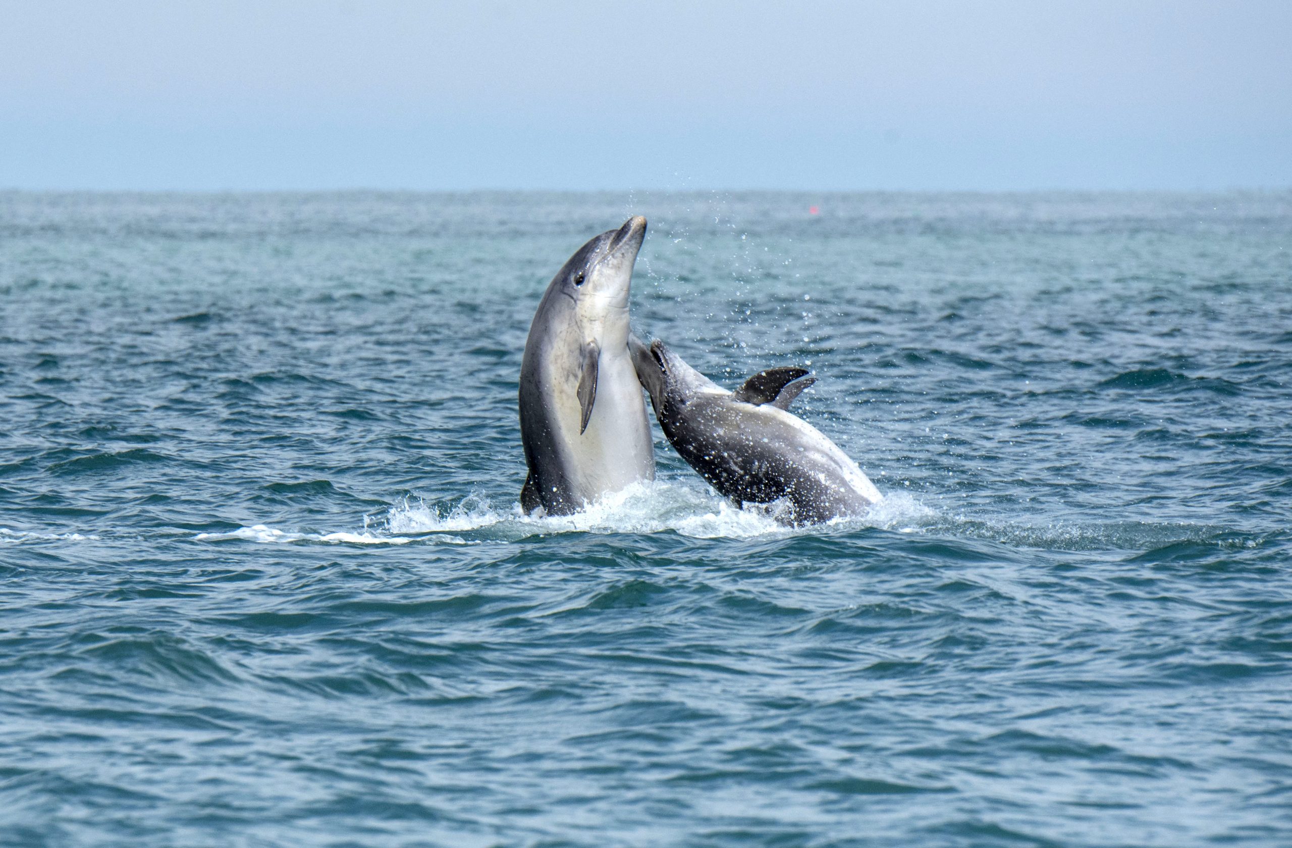 Dolphin Spotting from Boat Trip