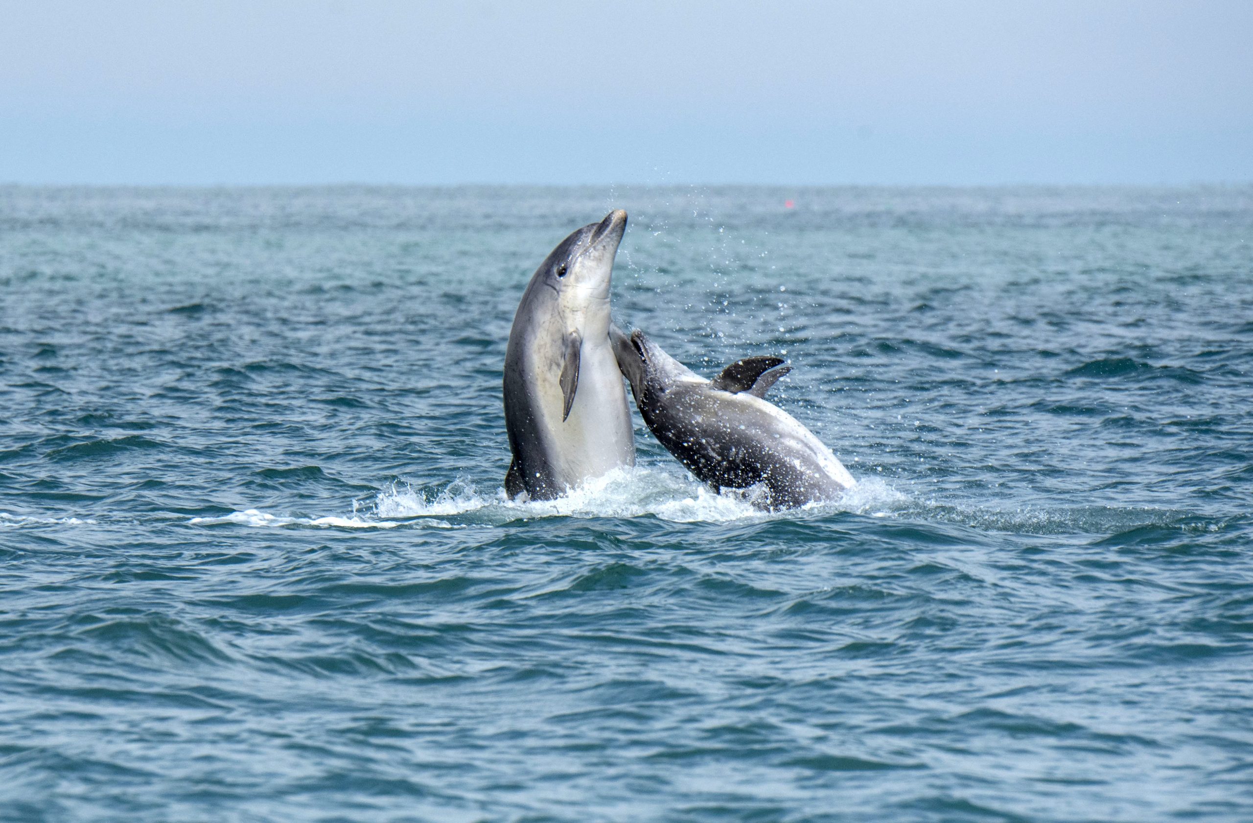 Dolphin Spotting from Boat Trip