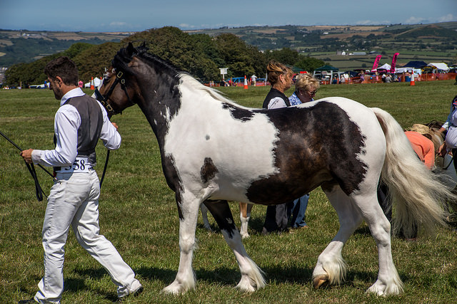 Cardigan County Show