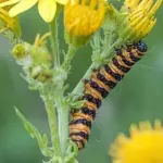Cinnabar moth Welsh wildlife centre Cilgerran