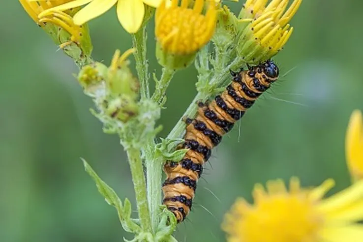 Cinnabar moth Welsh wildlife centre Cilgerran