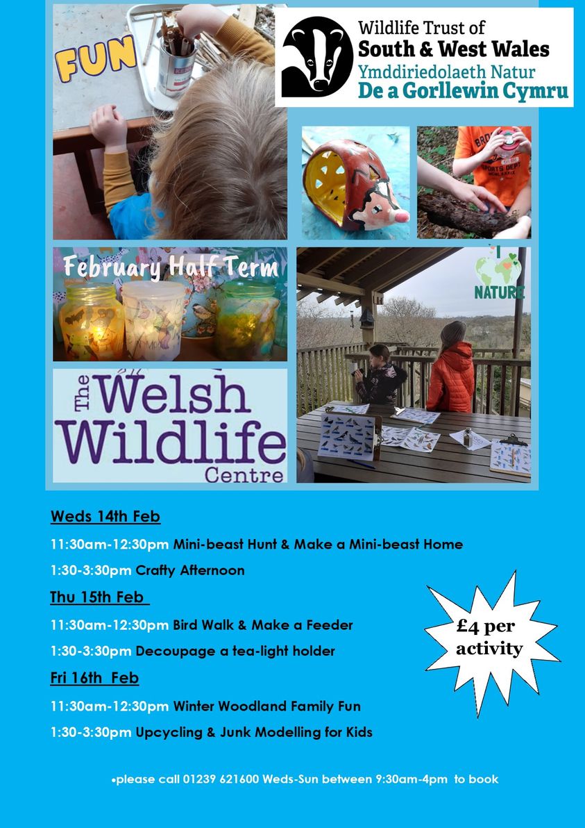 Half Term at the Welsh Wildlife Centre Whats On Cardigan Bay