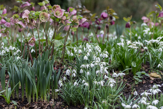 hellebores and snowdrops