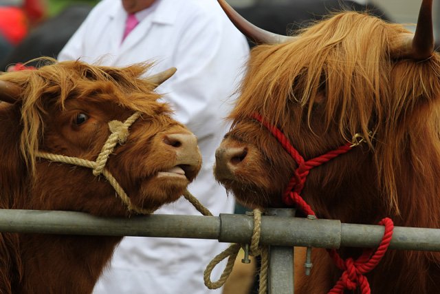 Lampeter show cattle