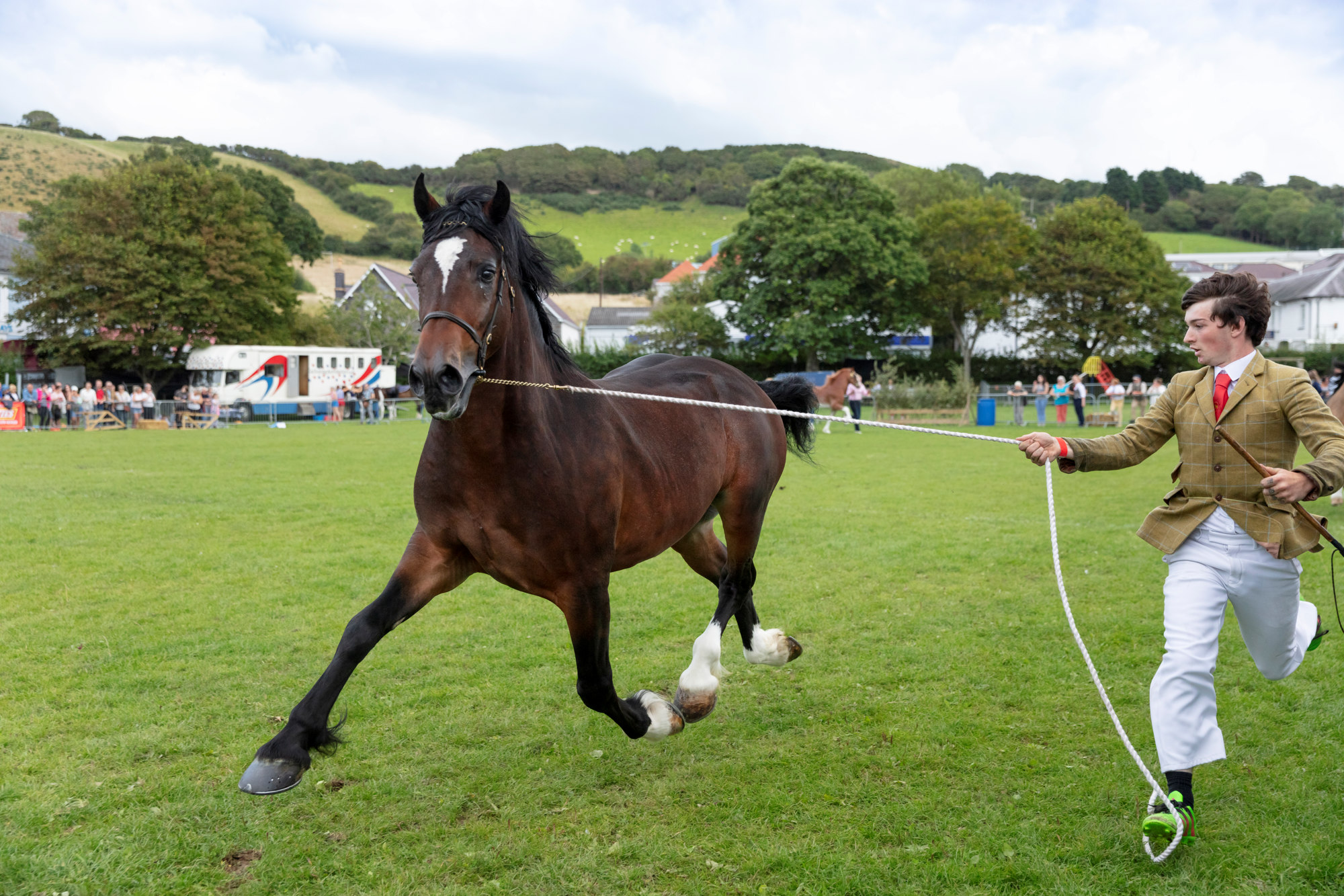 Aberaeron Festival of Welsh Ponies and Cobs