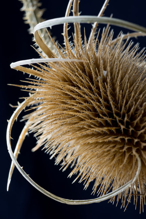 Teasel by Tom Learmonth