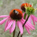 West Wales Wildlife Centre Plant Fair