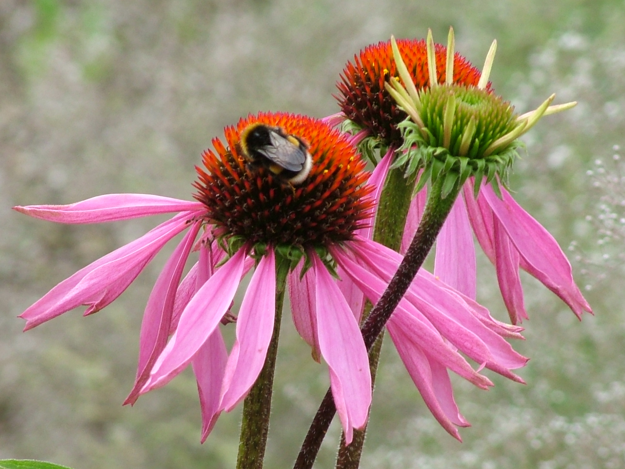 West Wales Wildlife Centre Plant Fair